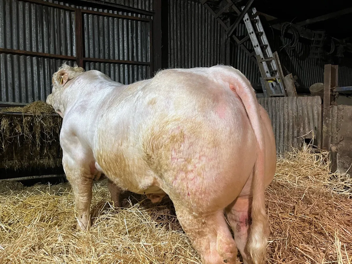Exceptional Pedigree Charolais Bulls - Image 3