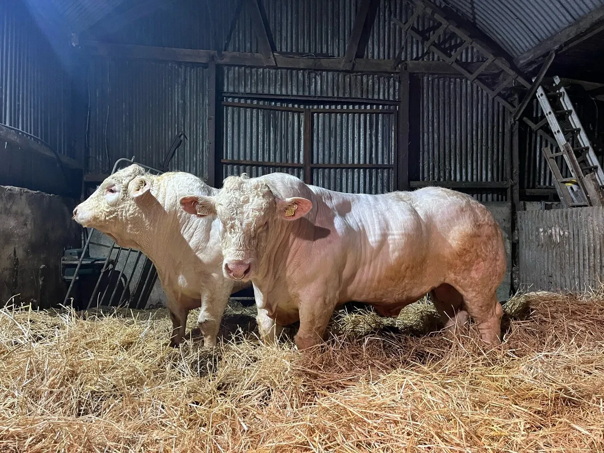 Exceptional Pedigree Charolais Bulls - Image 4