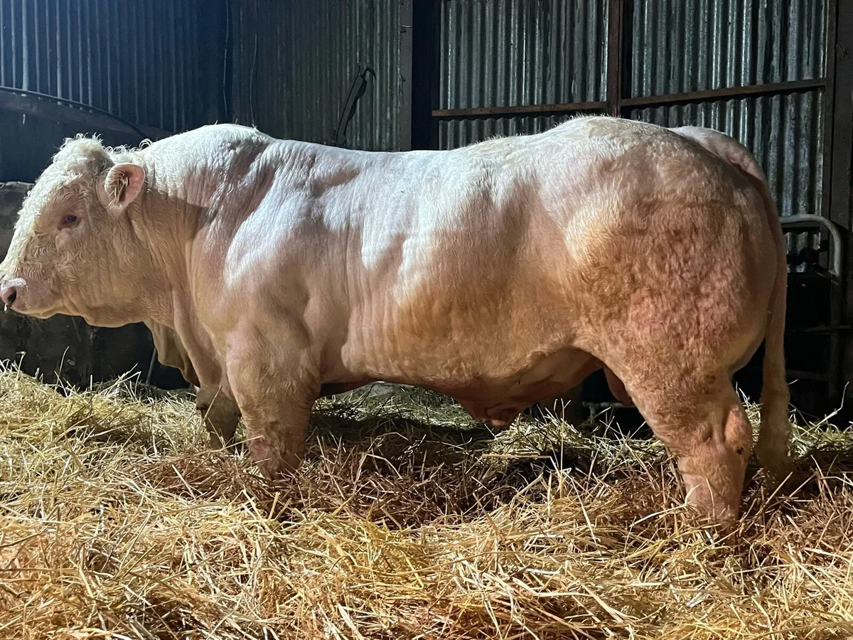 Exceptional Pedigree Charolais Bulls - Image 1