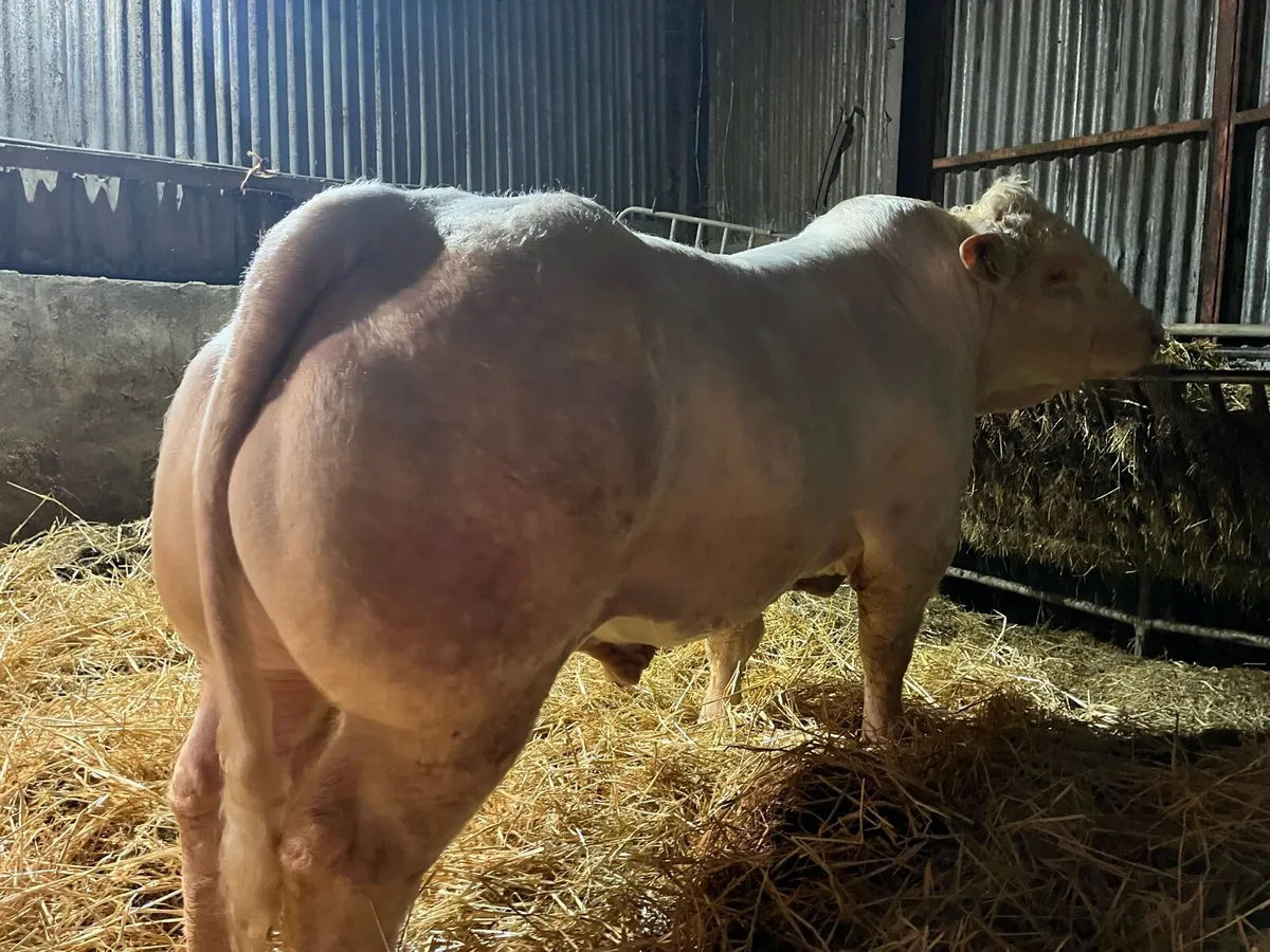 Exceptional Pedigree Charolais Bulls - Image 2