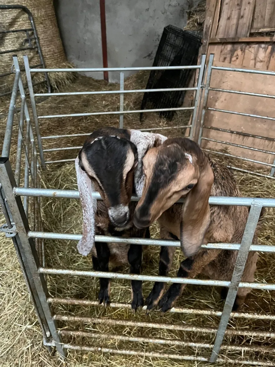 Goats - Image 1
