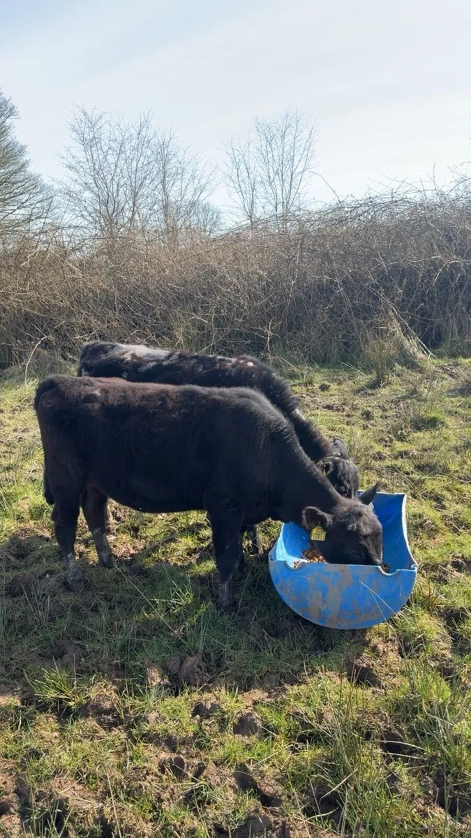 Aa Heifer weanlings - Image 1