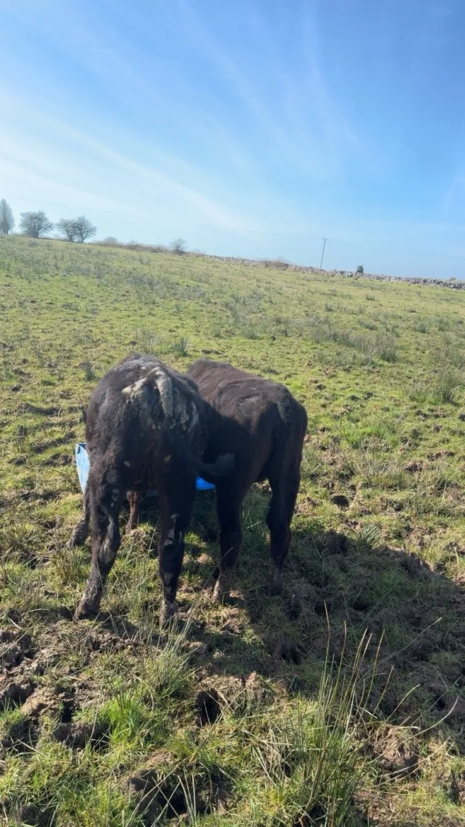 Aa Heifer weanlings - Image 4