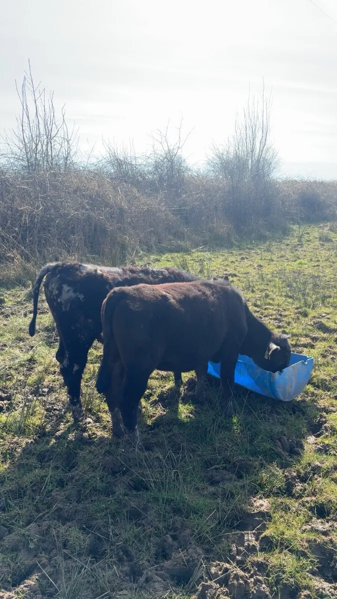 Aa Heifer weanlings - Image 2