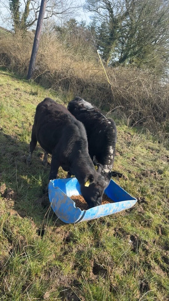 Aa Heifer weanlings - Image 3