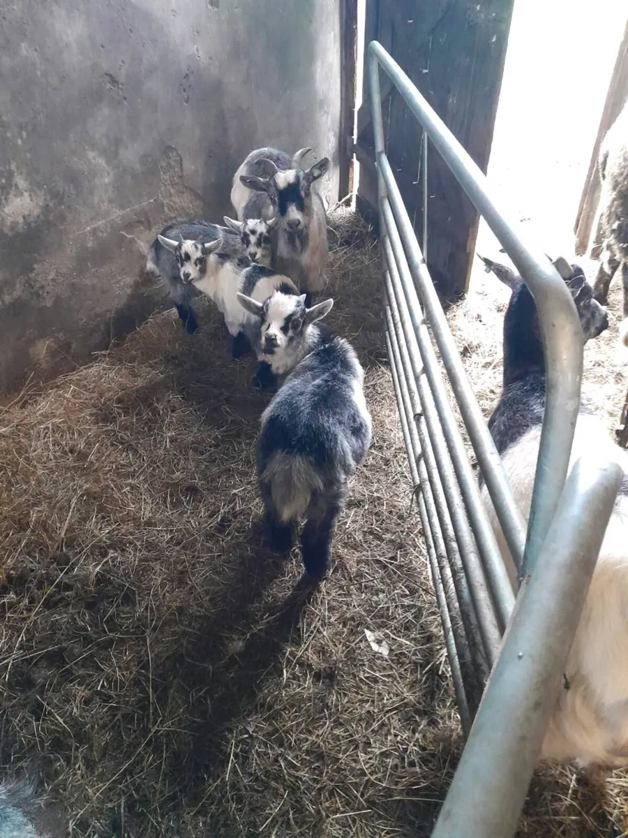 Several Male and Female Pygmy Kid Goats for sale - Image 3