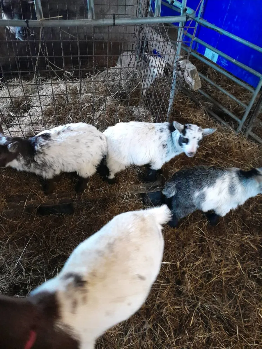 Several Male and Female Pygmy Kid Goats for sale - Image 4