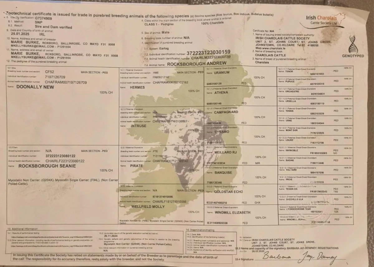 Purebred charloais Bull - Image 3