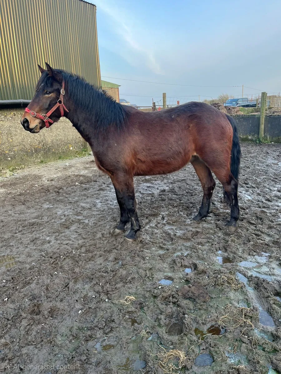 Connemara Gelding - Image 1