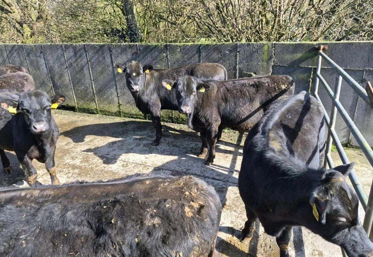 Angus bullocks - Image 4