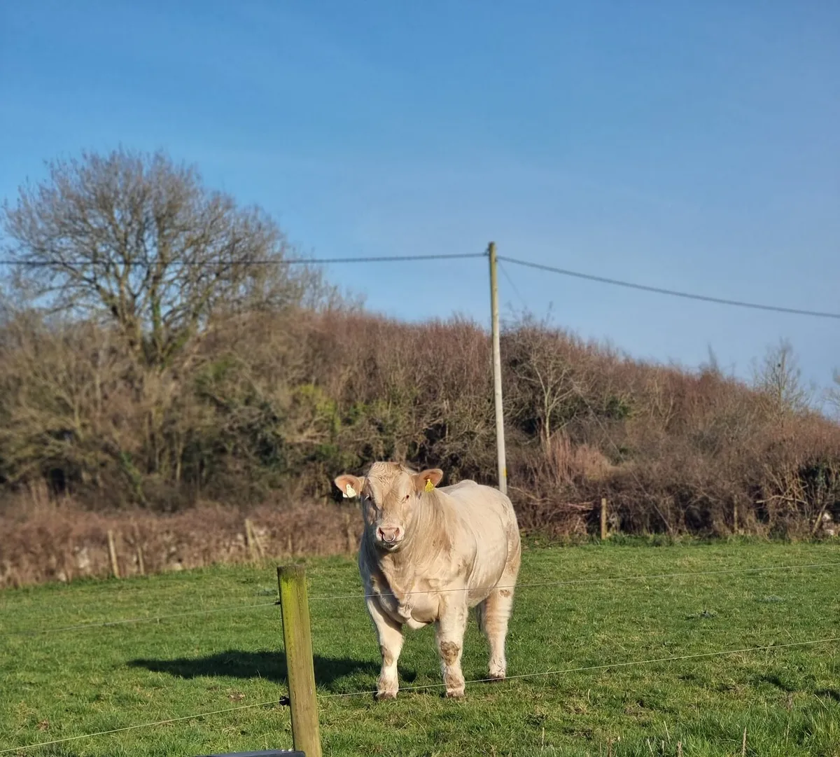 Purebred charloais Bull - Image 1