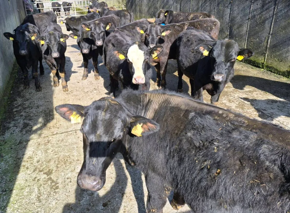 Angus bullocks - Image 2