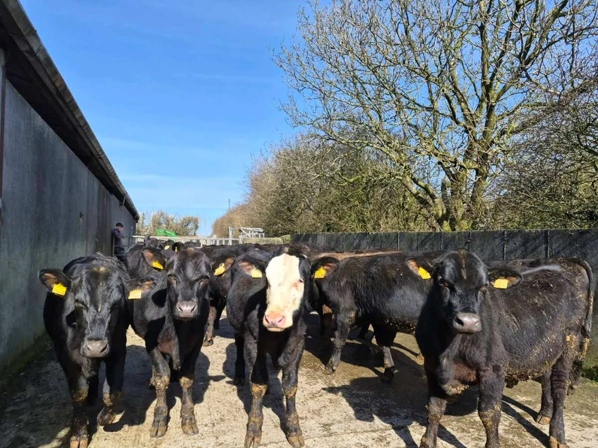 Angus bullocks - Image 3