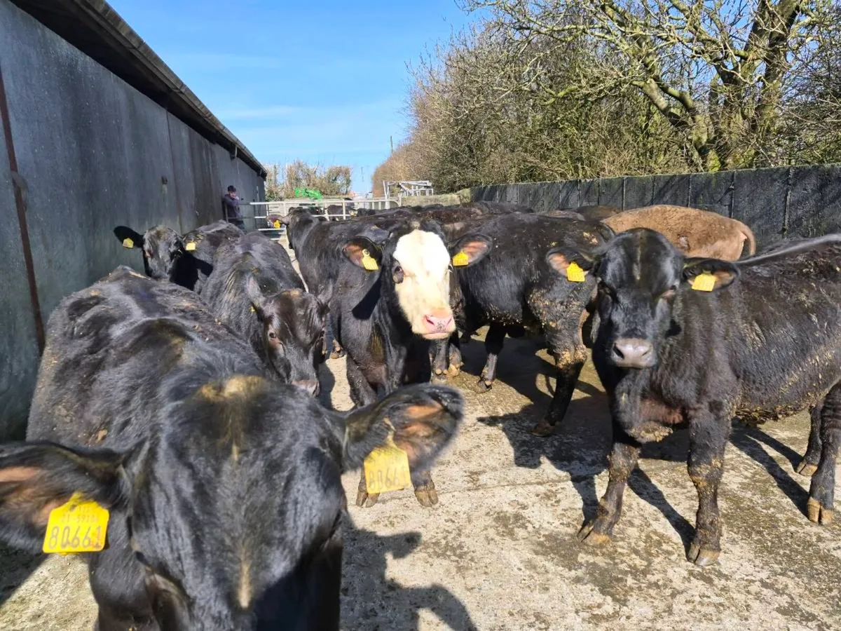 Angus bullocks - Image 1