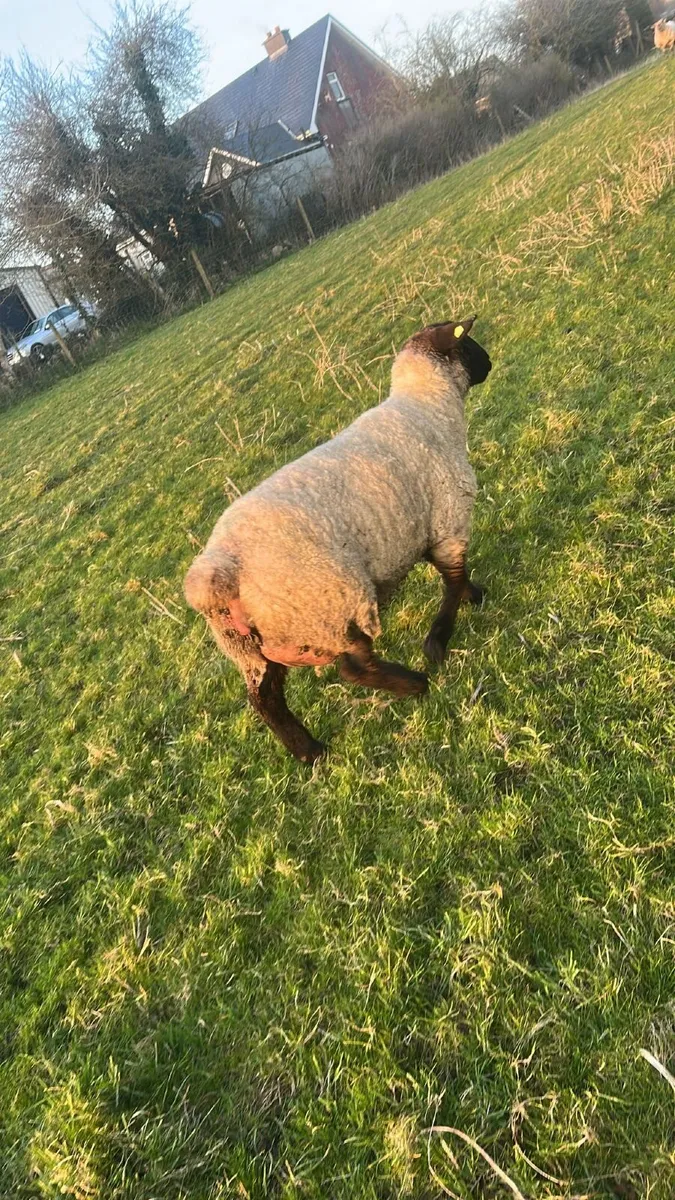 Foster ewe - Image 1