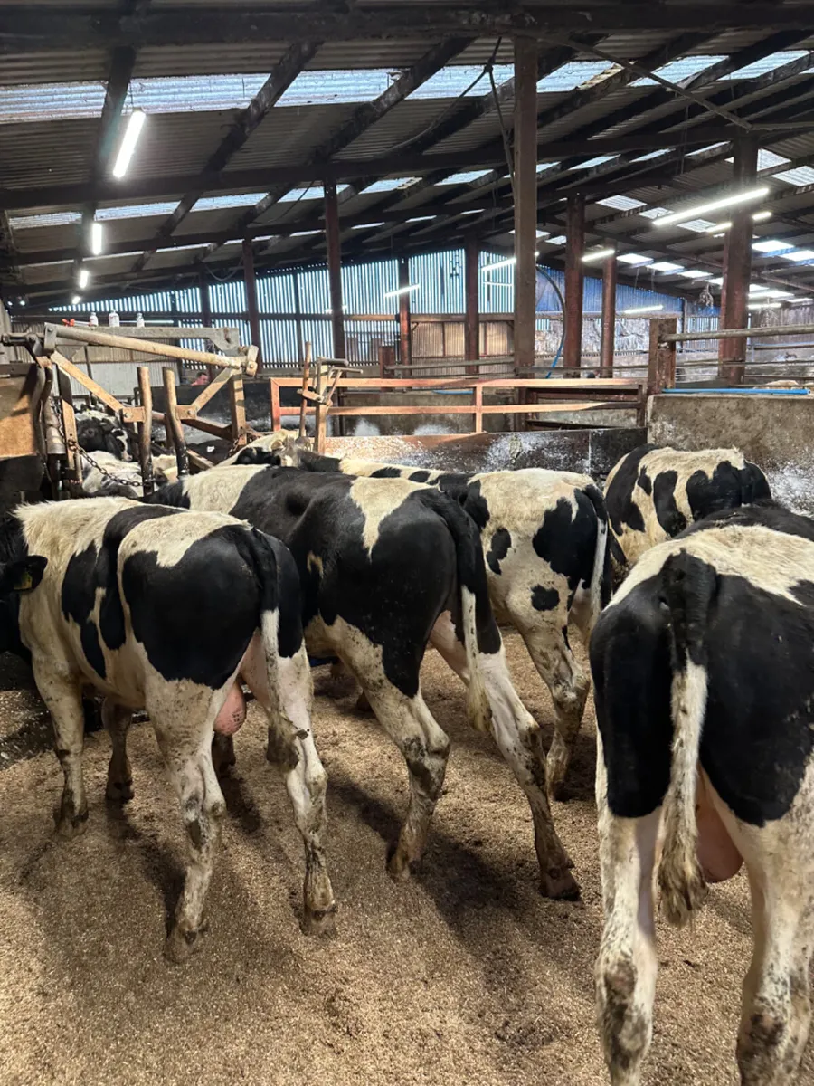 British Friesian bulls - Image 3