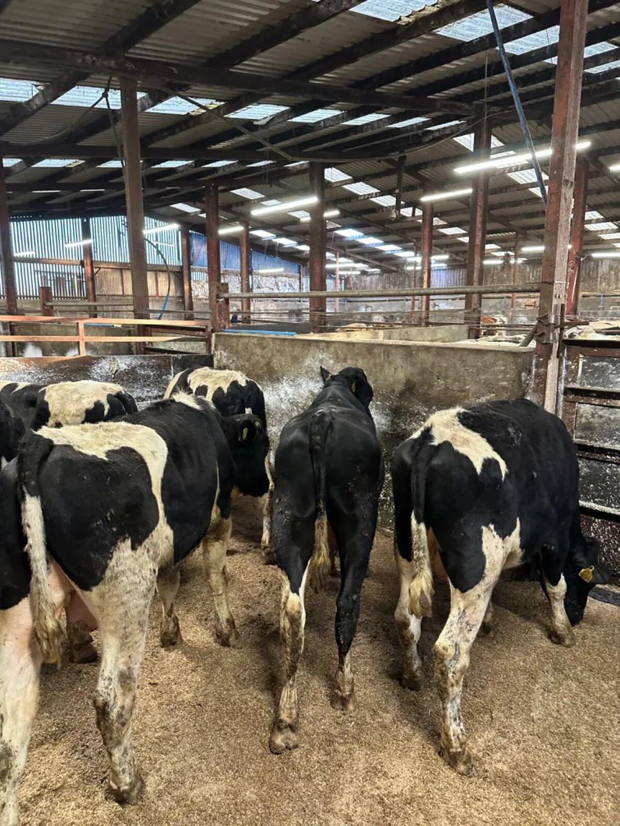 British Friesian bulls - Image 2