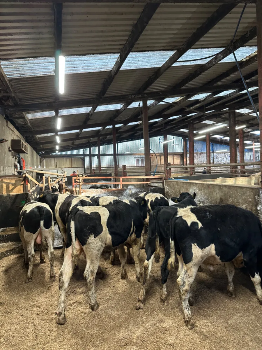 British Friesian bulls - Image 1