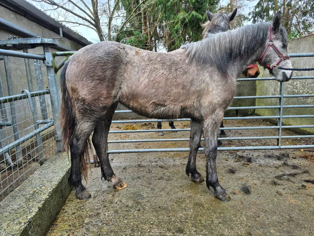 2 yr old Fillys - Image 2