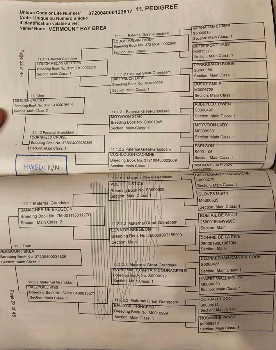 Connemara Gelding - Image 2