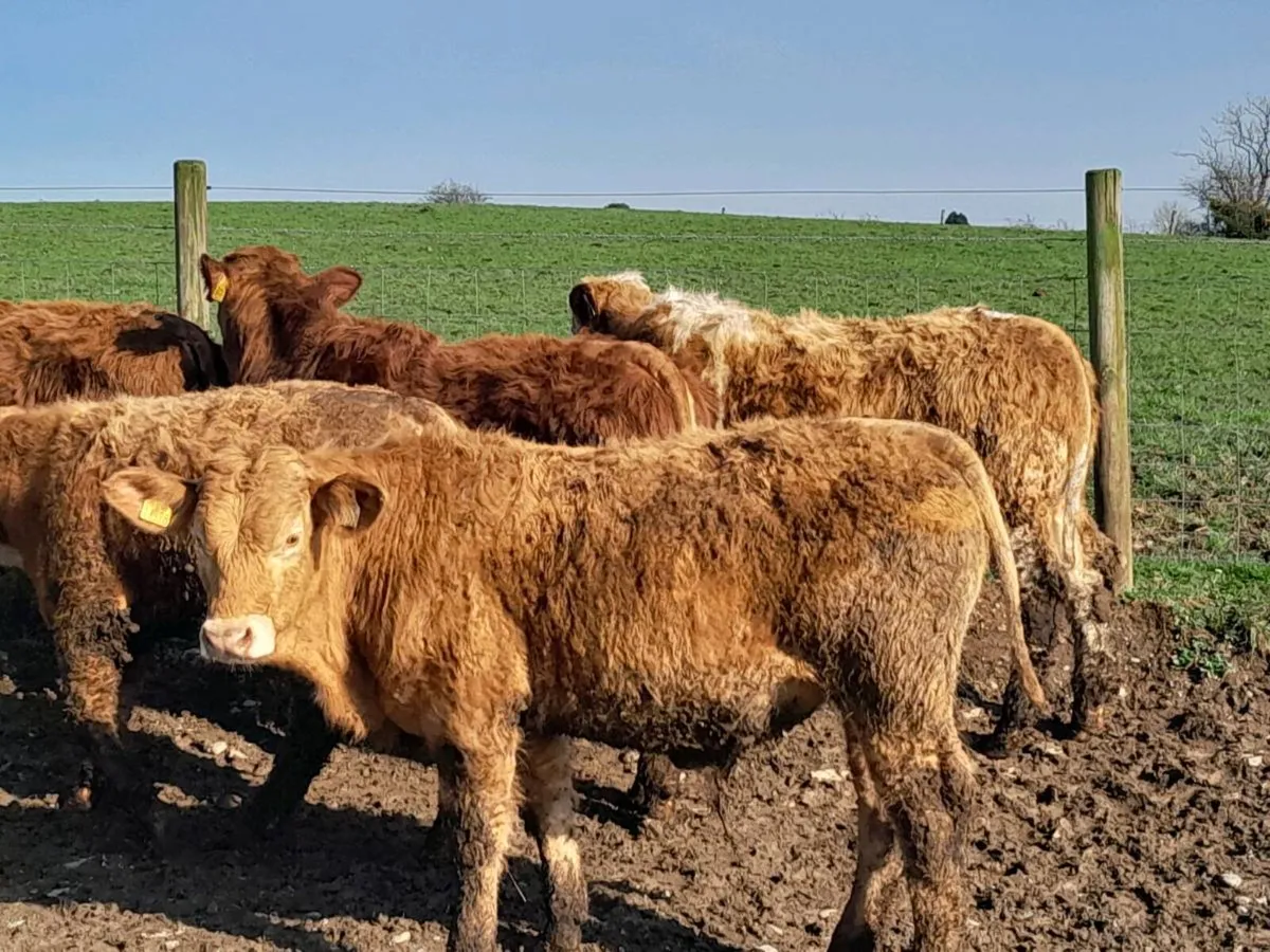 15 Smashing Suckler bred bullocks - Image 1