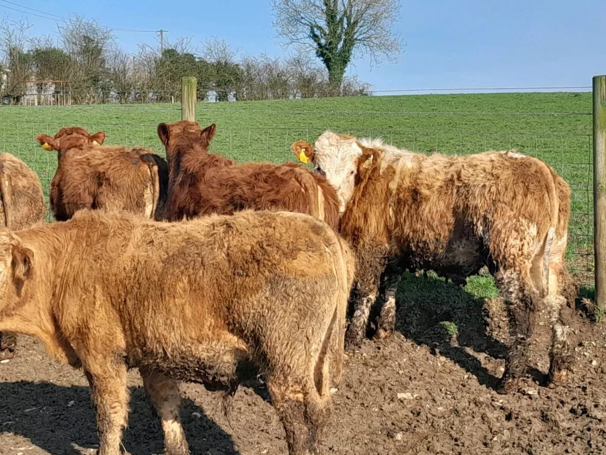 15 Smashing Suckler bred bullocks - Image 2