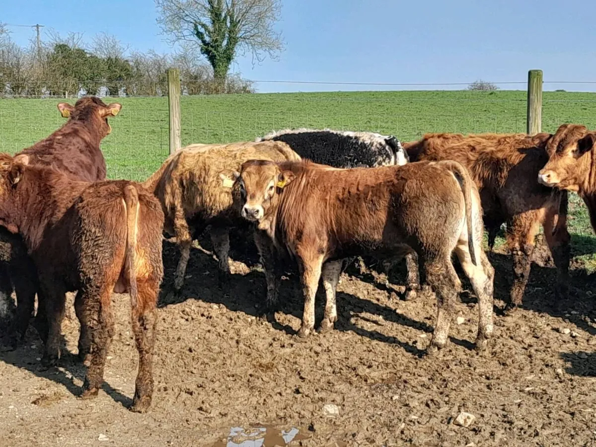 15 Smashing Suckler bred bullocks - Image 3