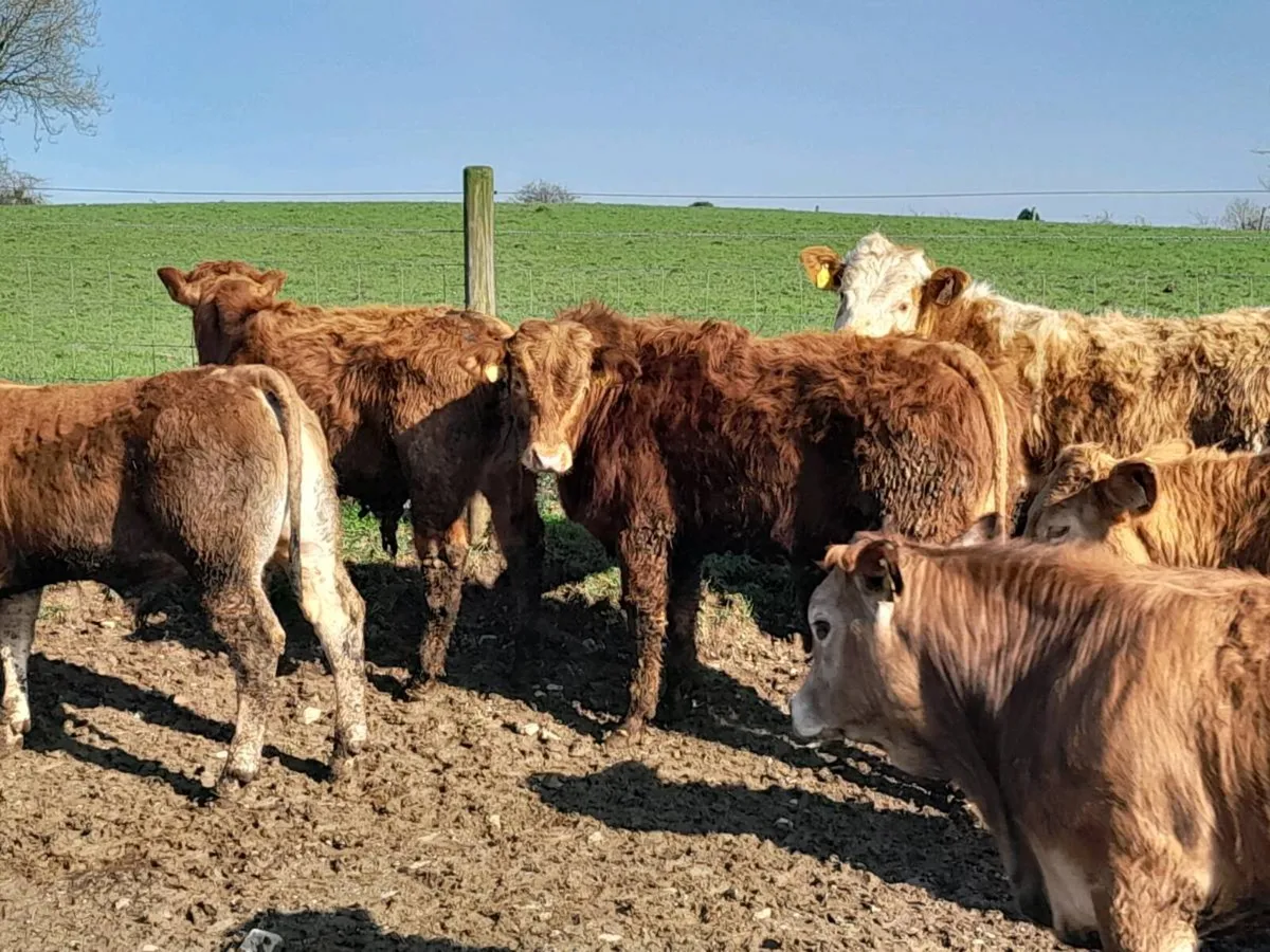 15 Smashing Suckler bred bullocks - Image 4