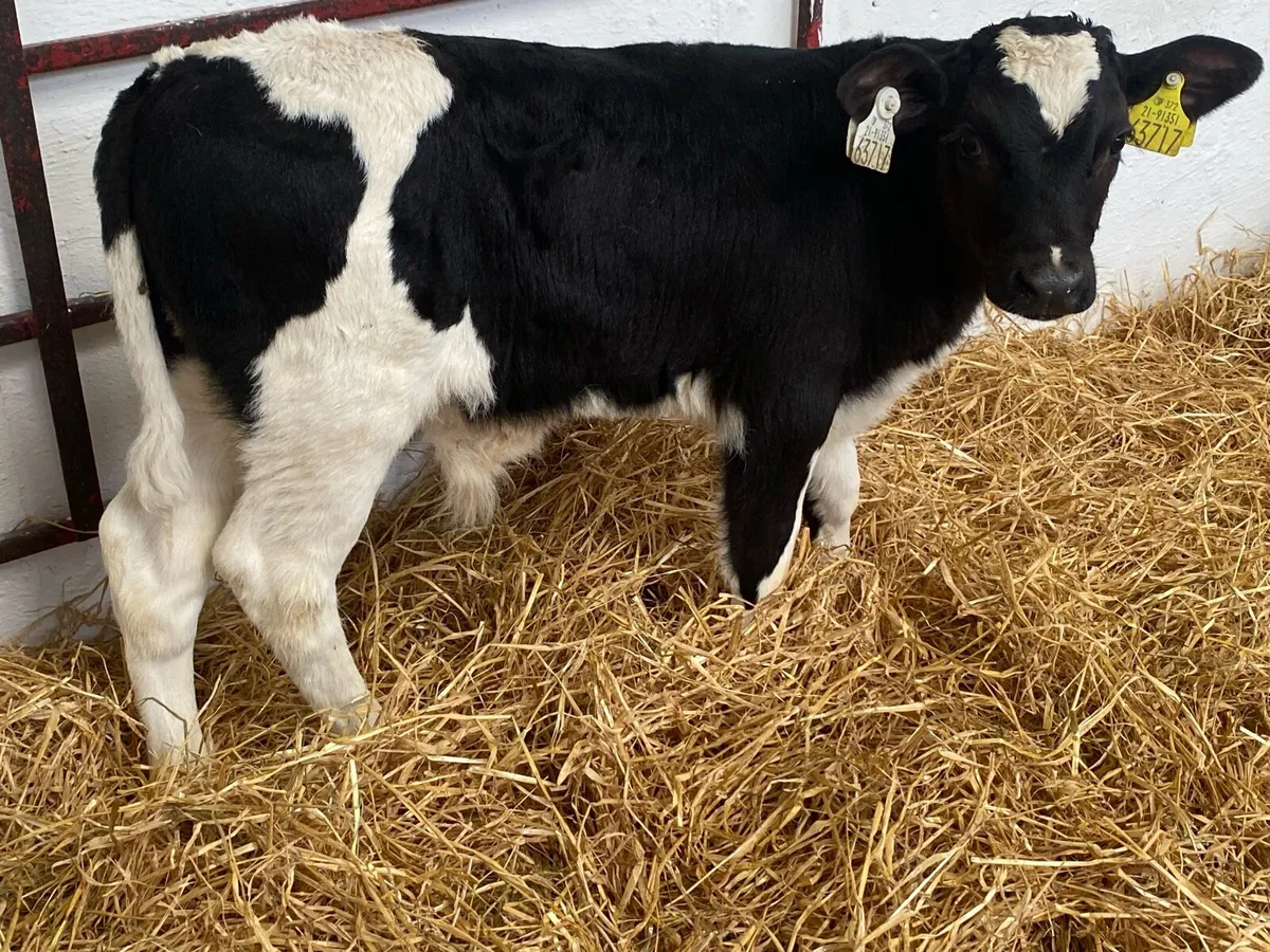 10 Super Fresian Bulls - Image 2