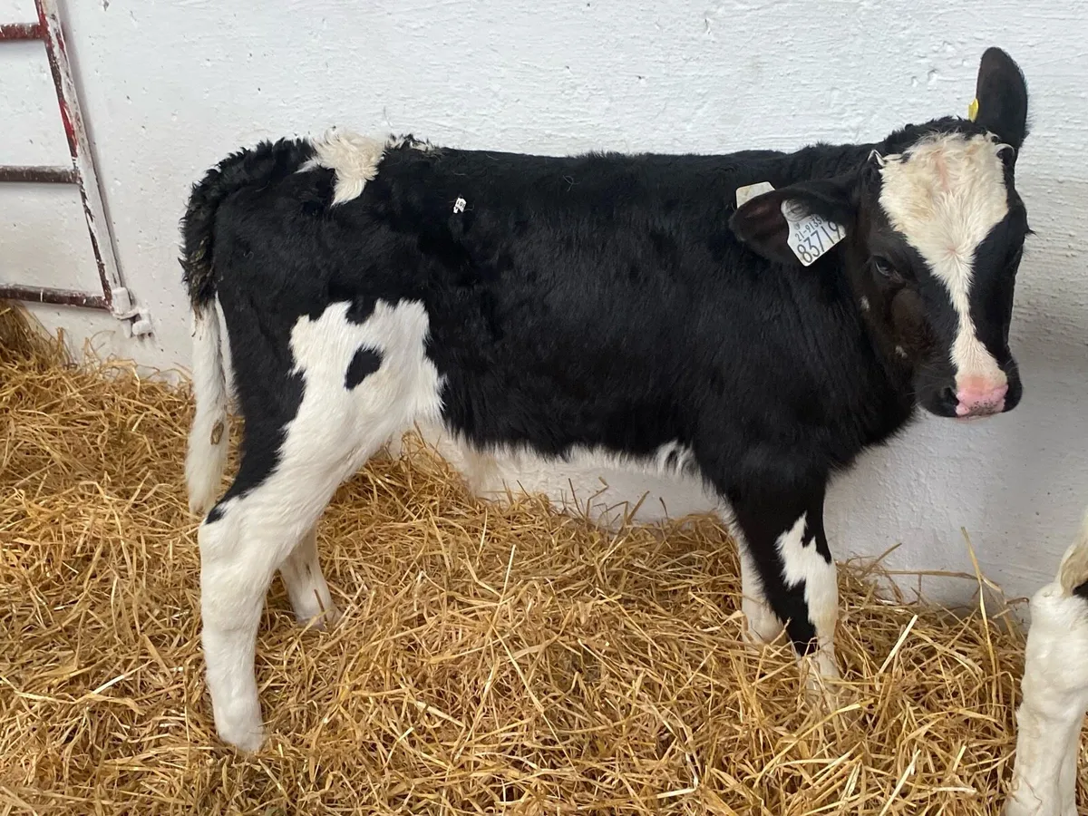 10 Super Fresian Bulls - Image 3