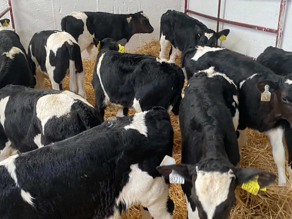 10 Super Fresian Bulls - Image 1