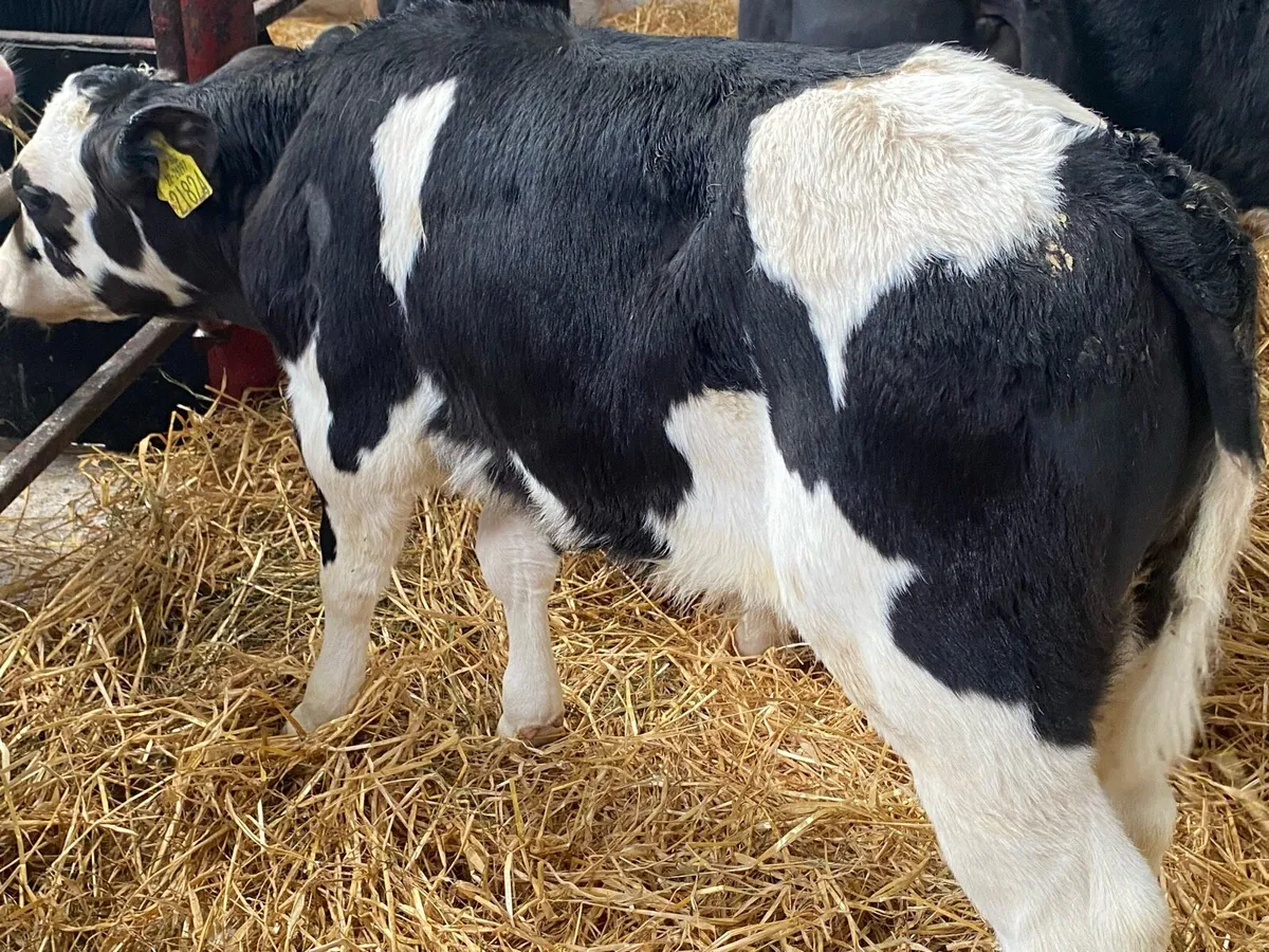 10 Super Fresian Bulls - Image 4