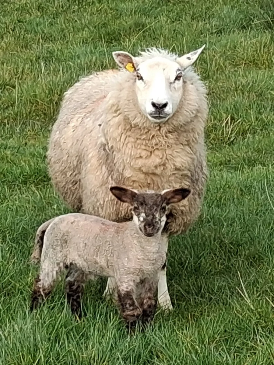 Ewes what singles 10 - Image 1