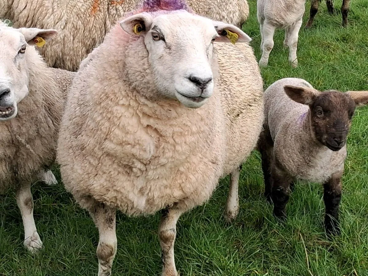 Ewes what singles 10 - Image 2