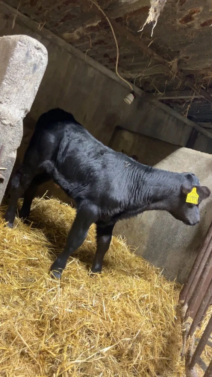 Exceptional Angus heifer calf - Image 2