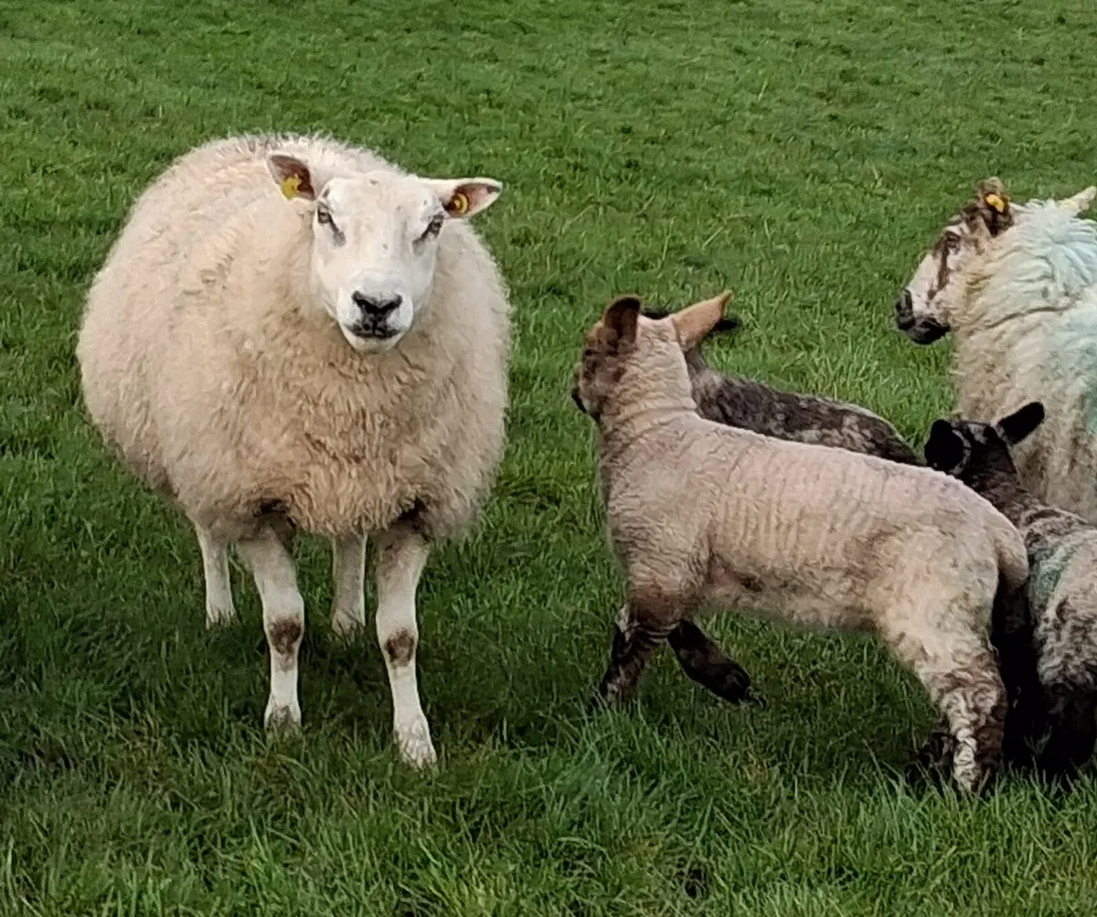 Ewes what singles 10 - Image 3