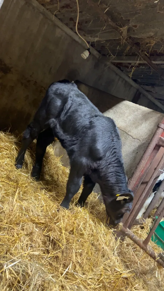 Exceptional Angus heifer calf - Image 1