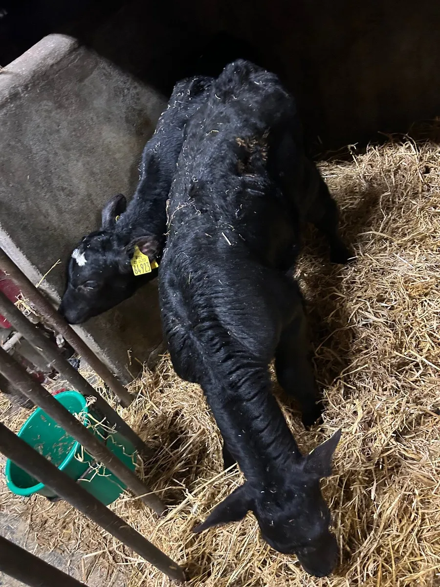 Exceptional Angus heifer calf - Image 3
