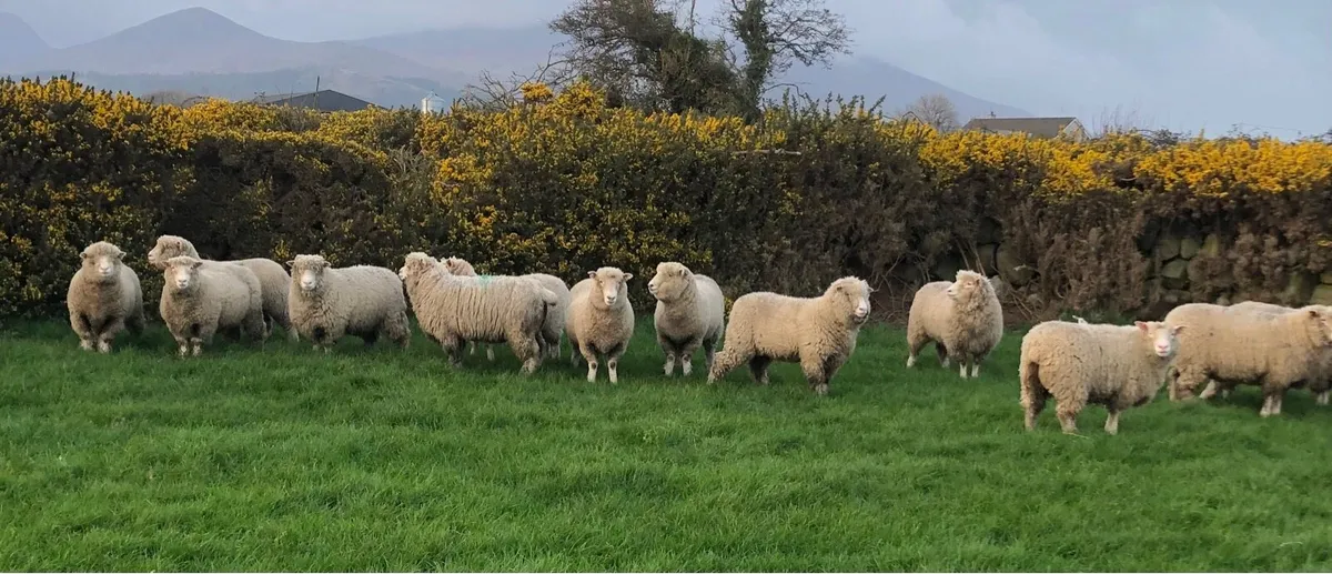 16 P B N R strong Dorset Hoggets - Image 2