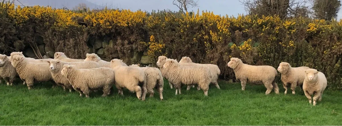 16 P B N R strong Dorset Hoggets - Image 3