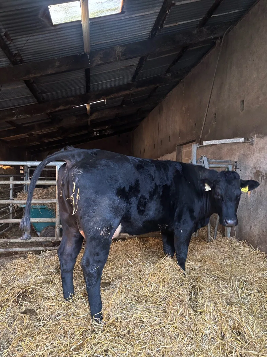 Lm heifer with calf at foot - Image 1