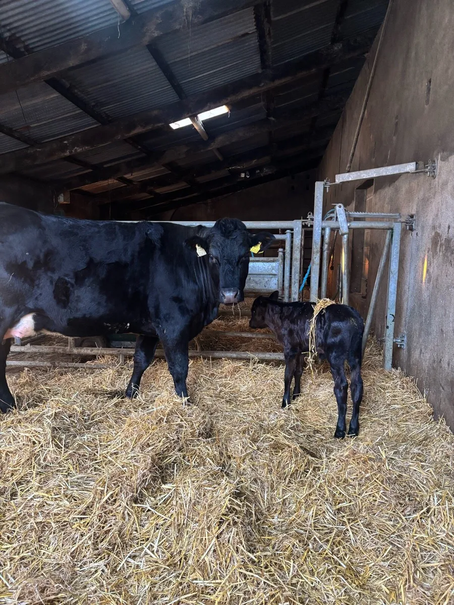 Lm heifer with calf at foot - Image 2
