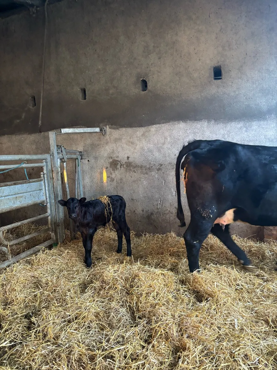 Lm heifer with calf at foot - Image 3
