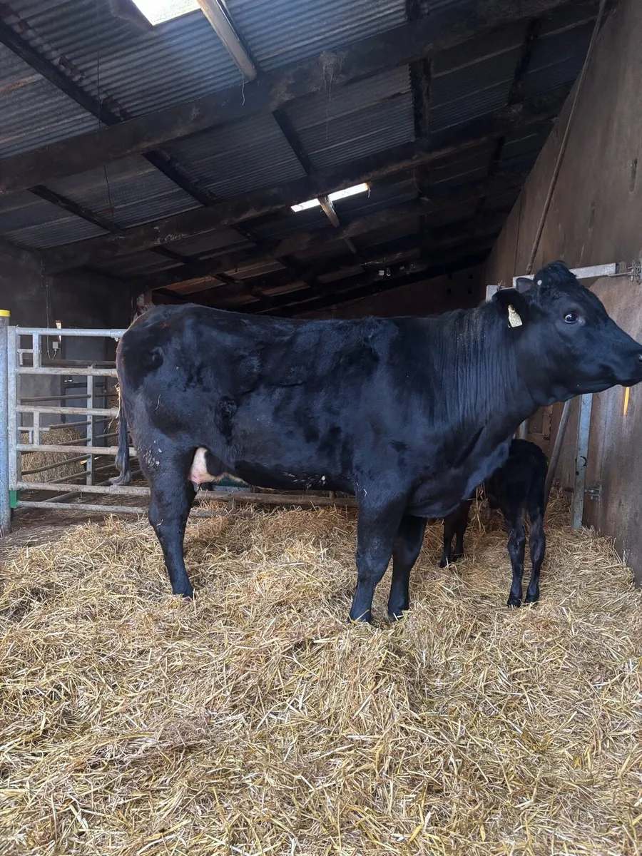 Lm heifer with calf at foot - Image 4