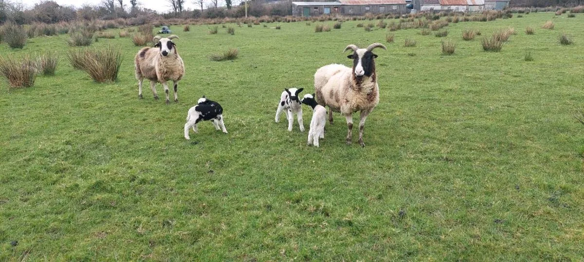 Jacob ewe  &  ram lambs - Image 1