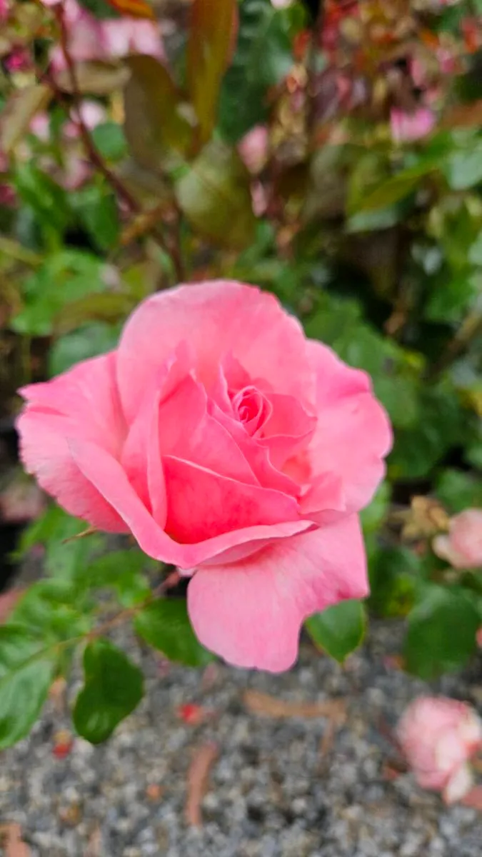 David Austin Roses Ten Euros - Image 4