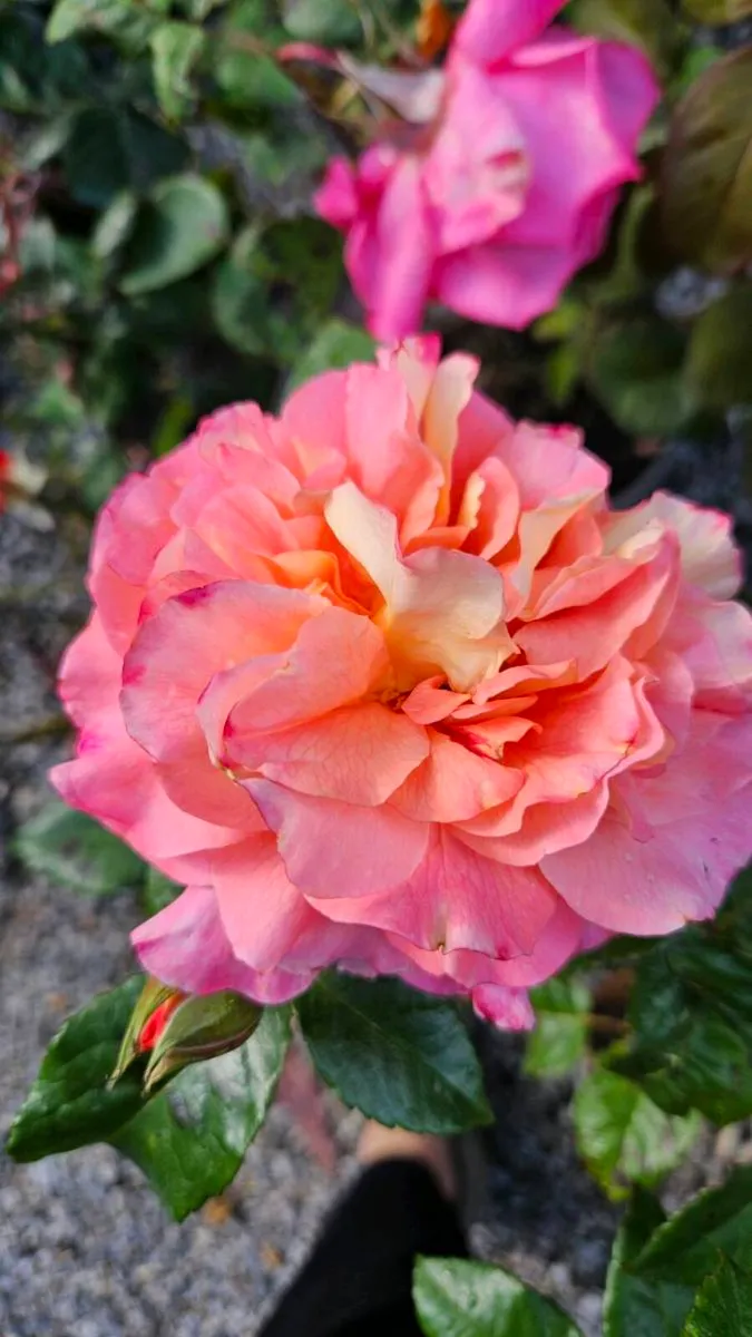 David Austin Roses Ten Euros - Image 1