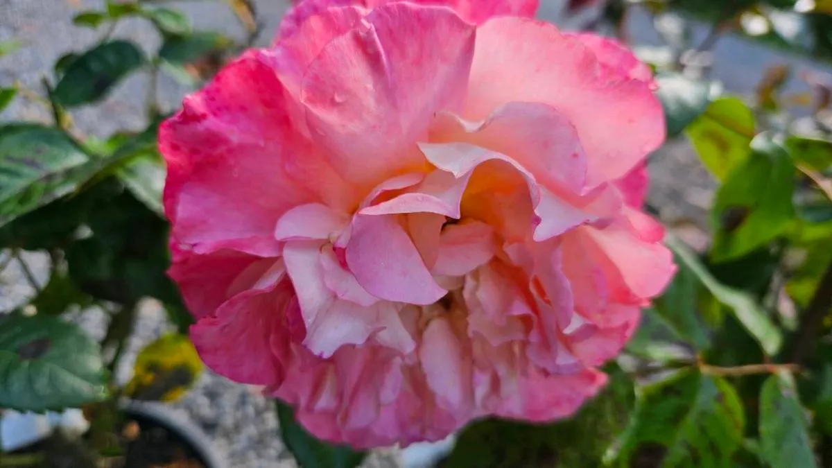 David Austin Roses Ten Euros - Image 2