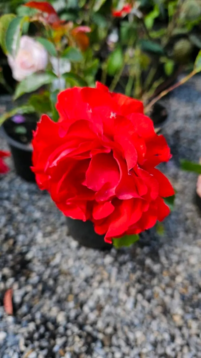 David Austin Roses Ten Euros - Image 3