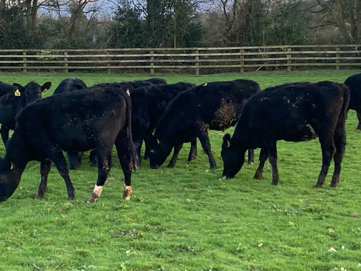 12 Yearling Angus Heifers @ Lissava - Image 3